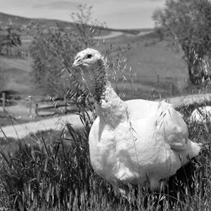 turkey-ny-farm-sanctuary-300x300